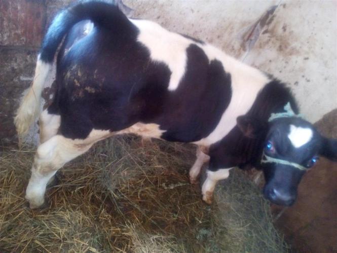shitet