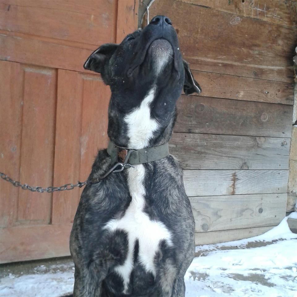 pitbull