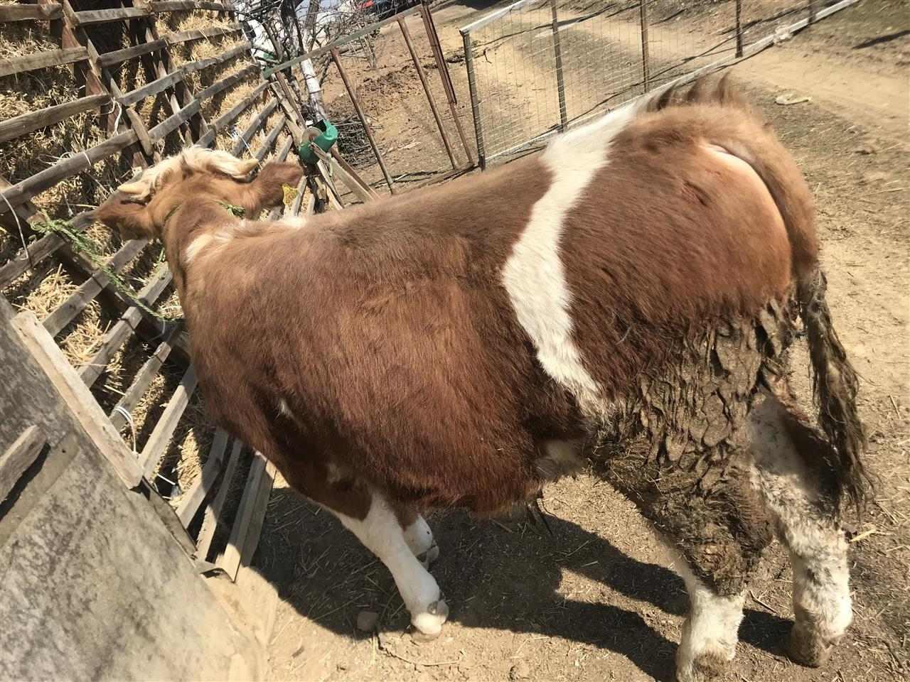 Shitet