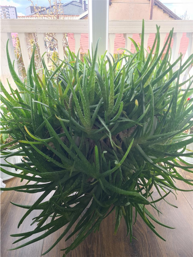 Lule aloevera