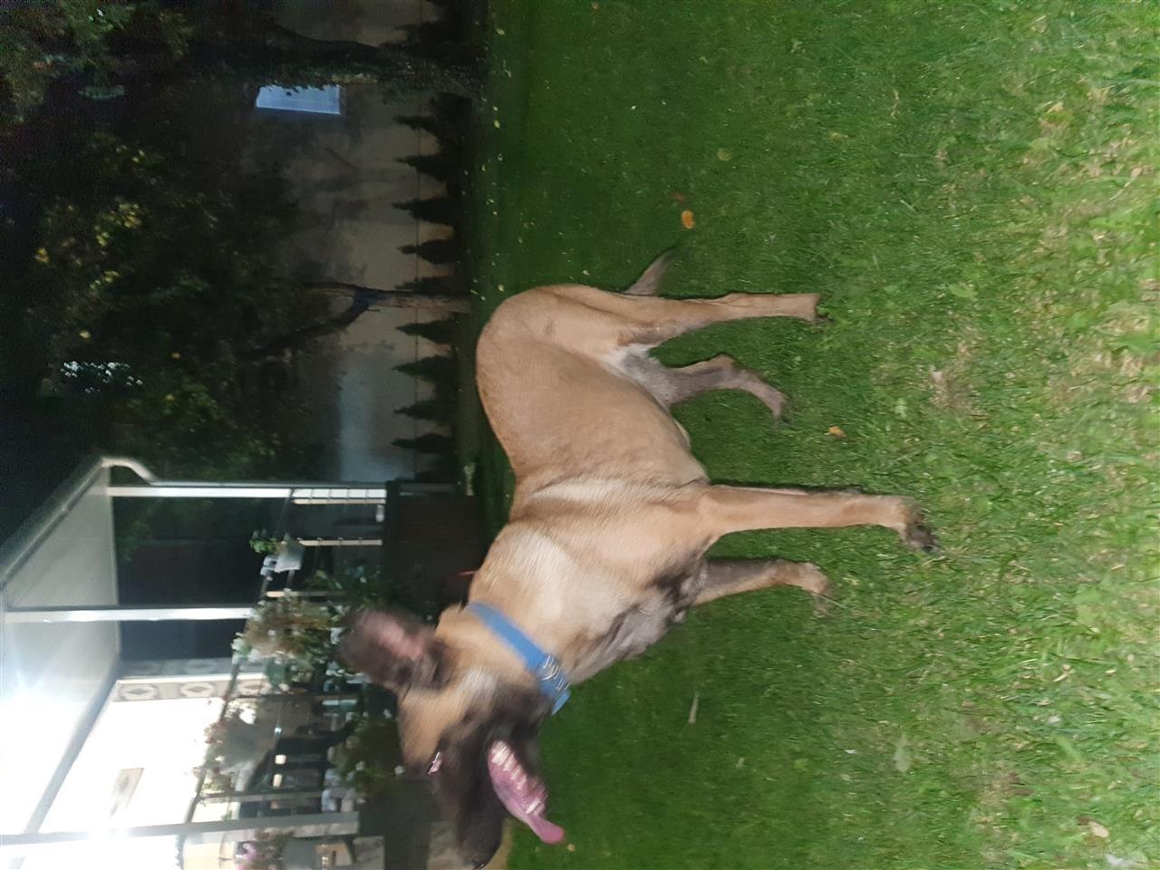 Belg