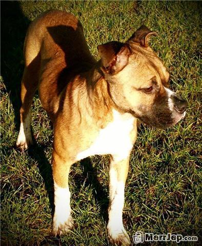 Pitbull