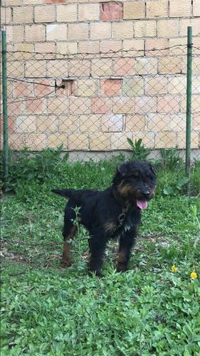 Terrier