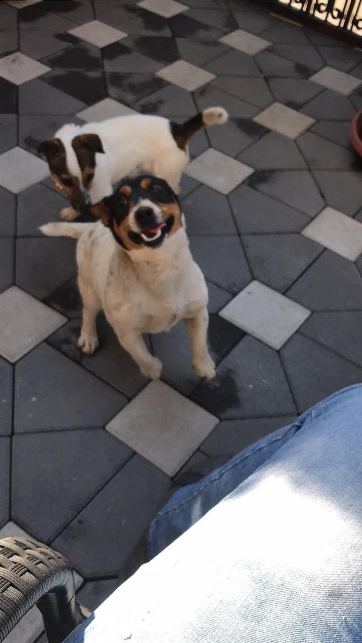 Terrier