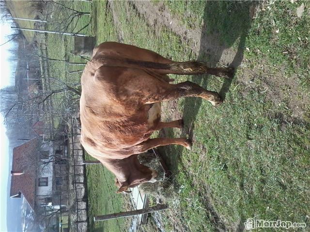 Lope 