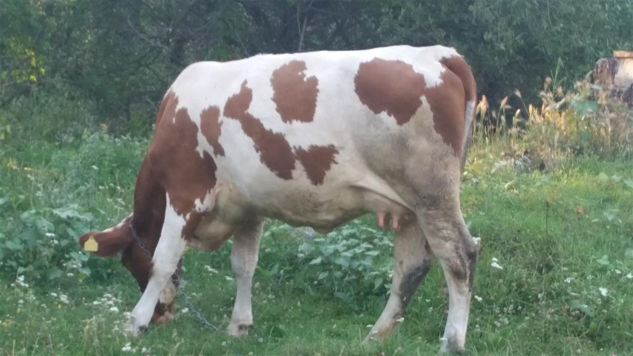 Mshtjerra