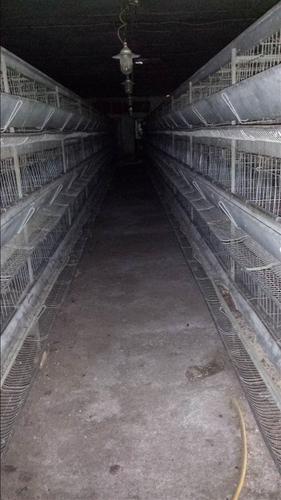 Farm e pulave