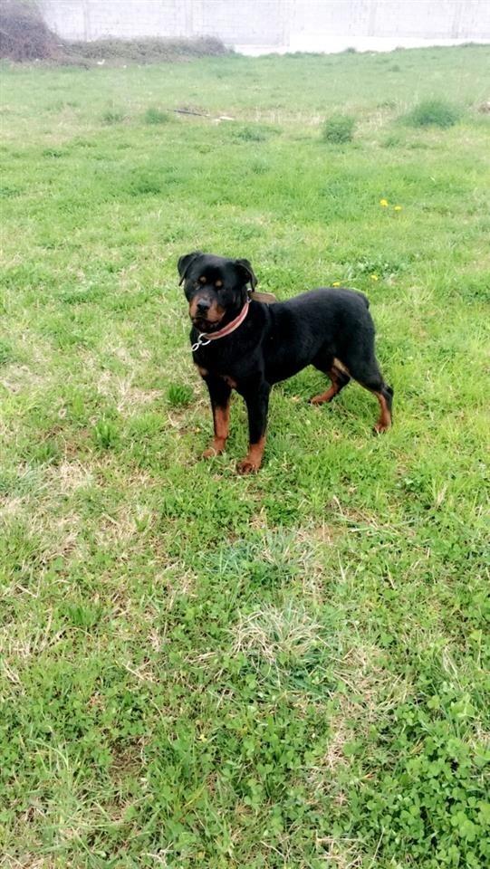 Rotwailer-