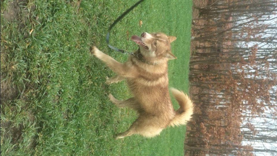 Husky