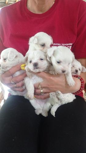 Mini maltezeri