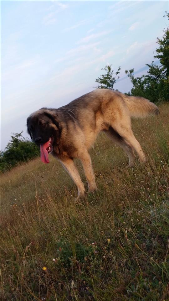 Qeni-sharrit