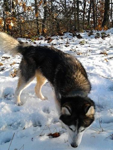Hasky