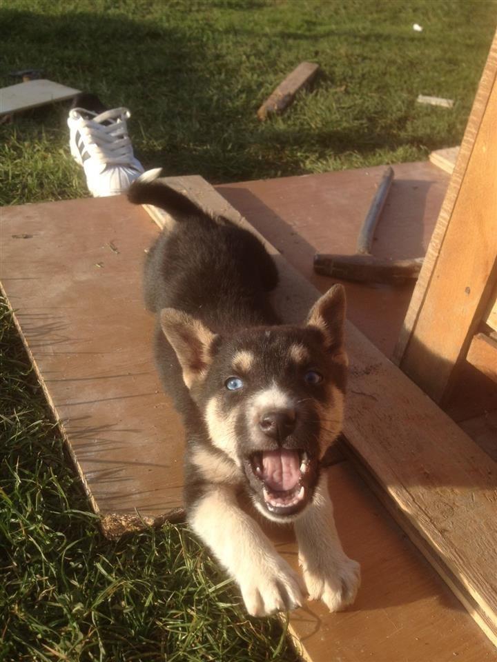Haski
