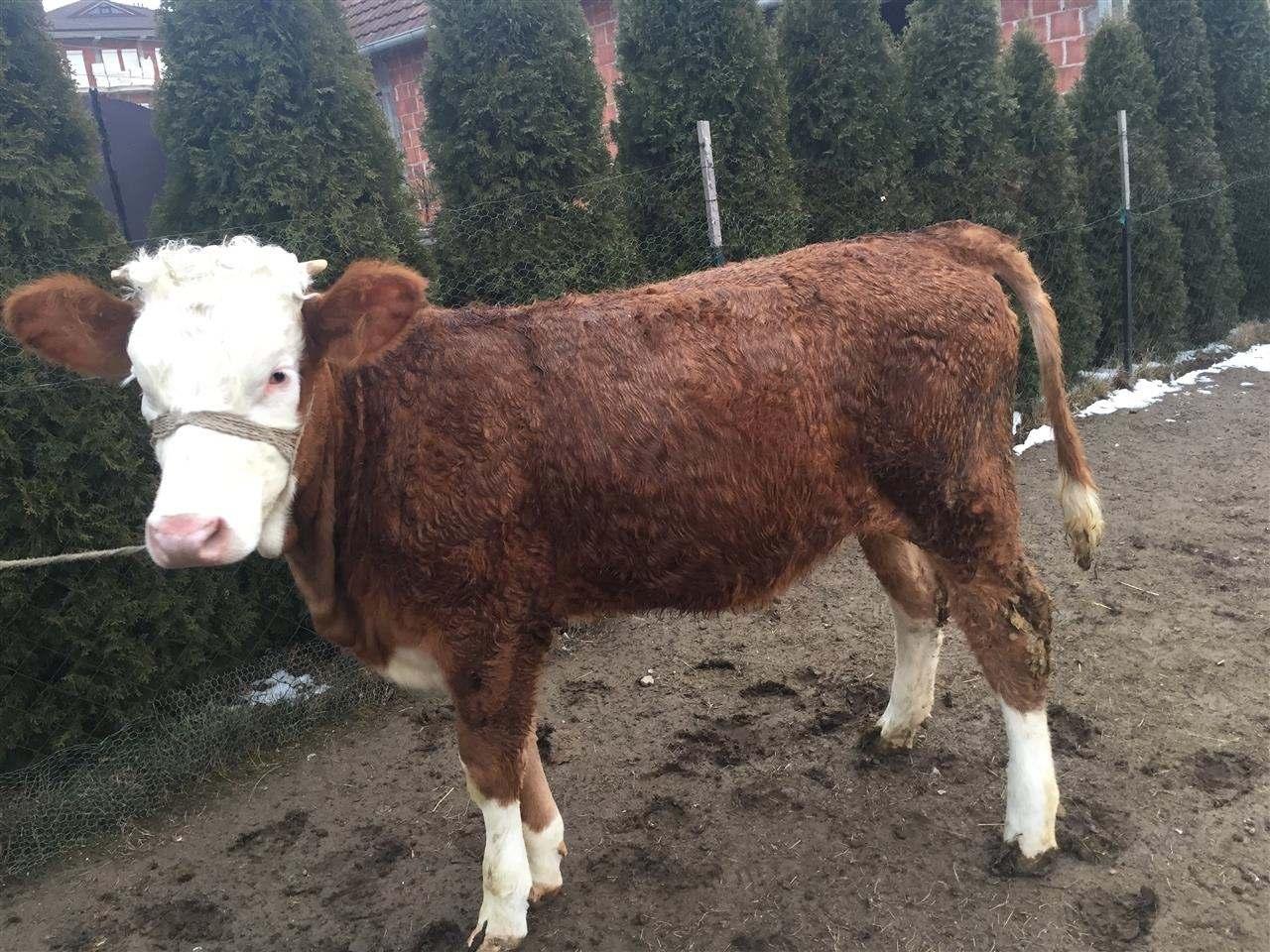 mshtjerr