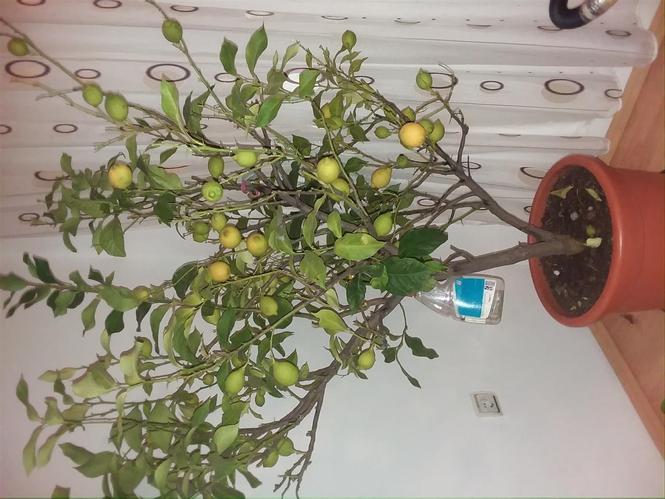 Limon
