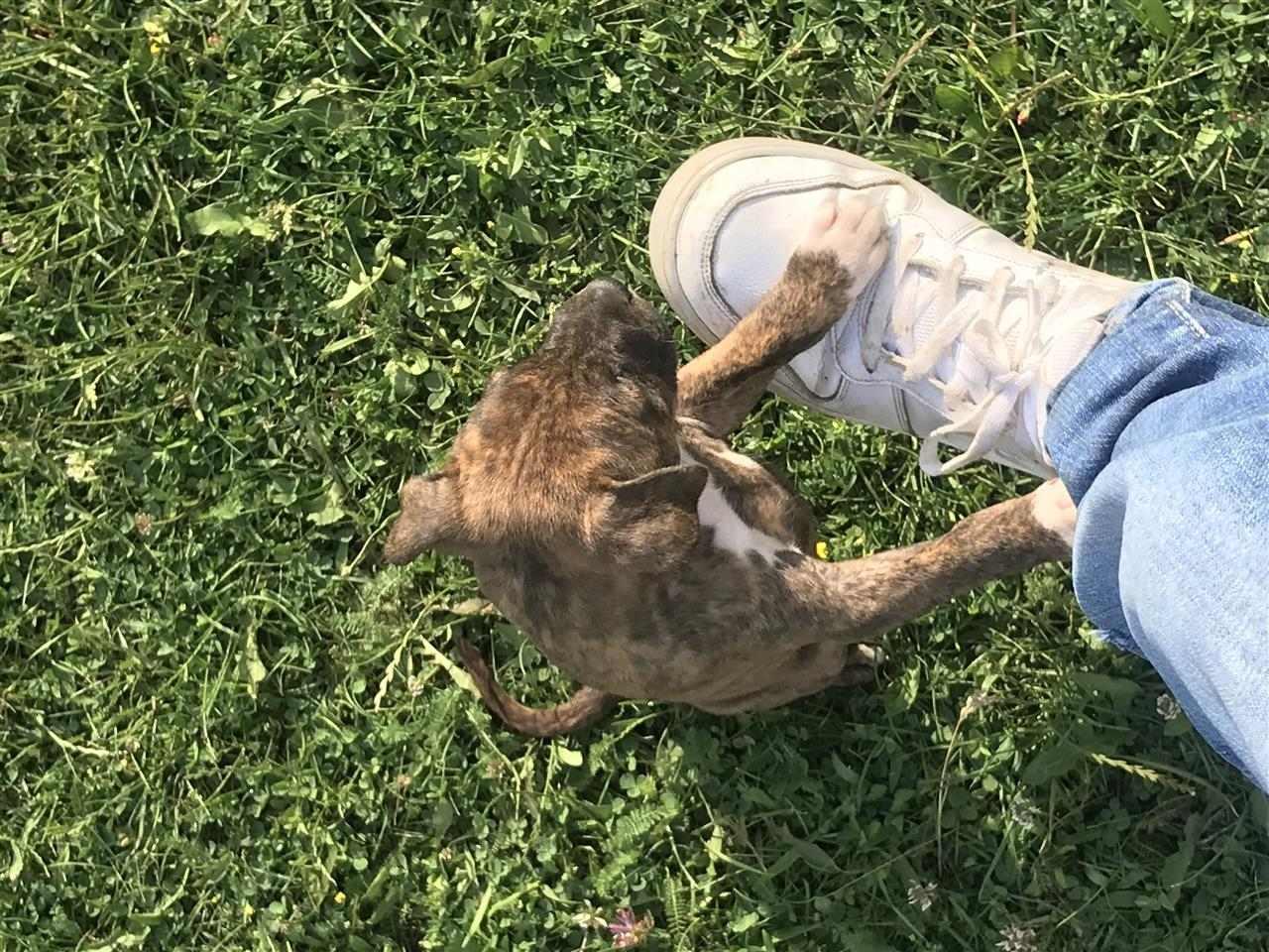 pitbulla-