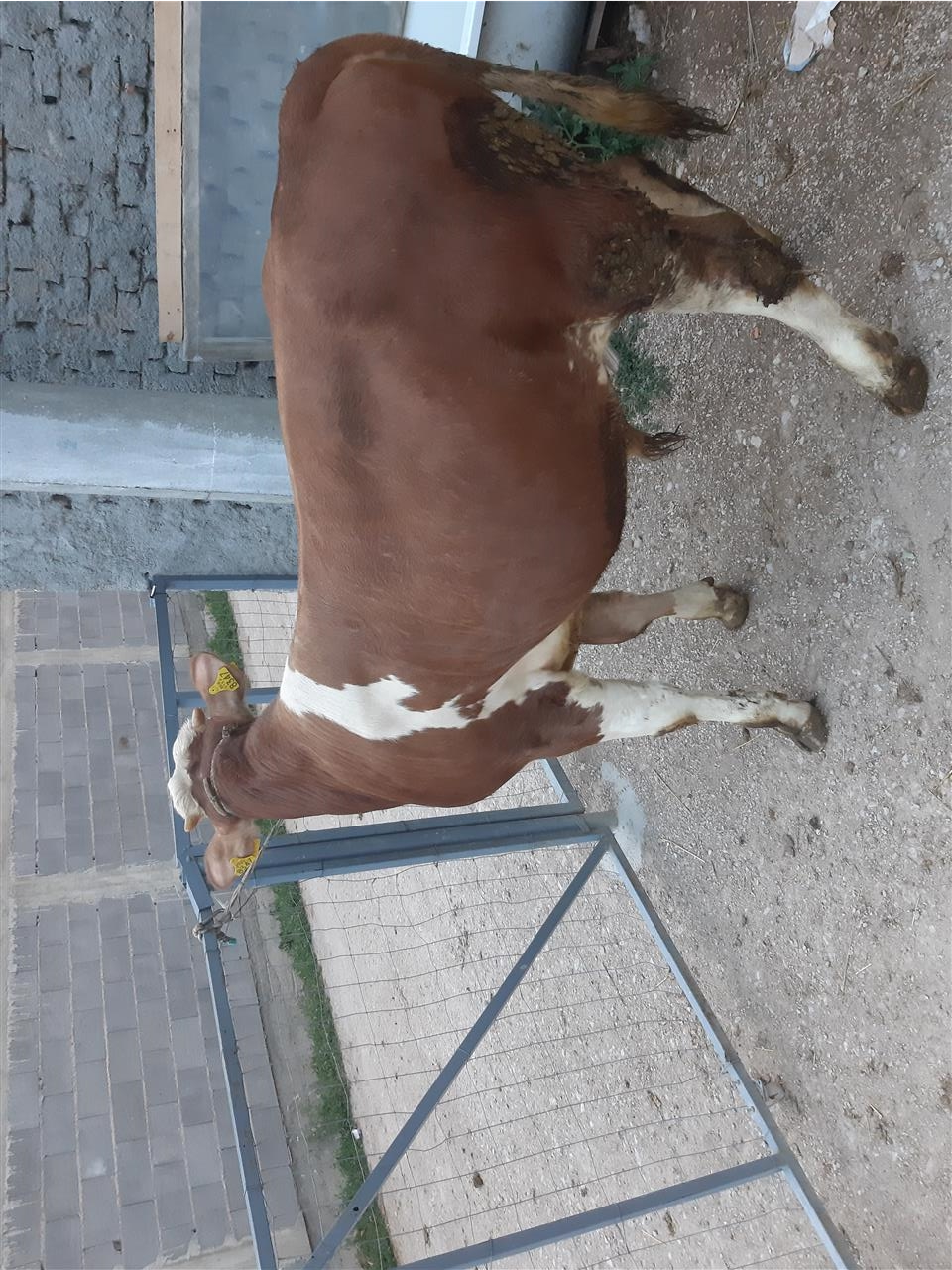 Mzet