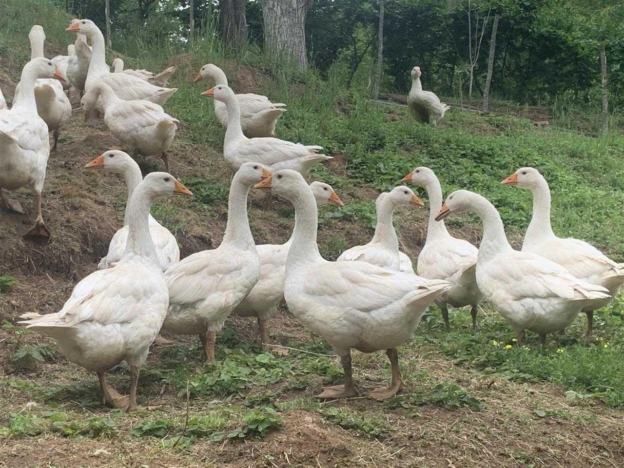 Gusa-te-reja