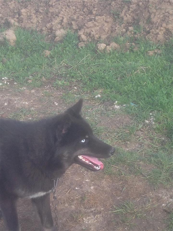 Haski