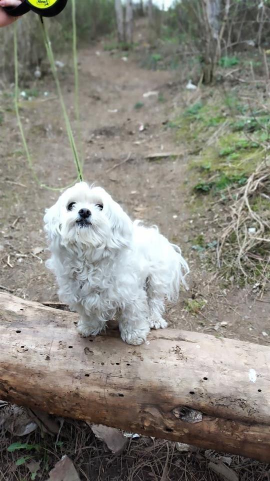 Maltezer