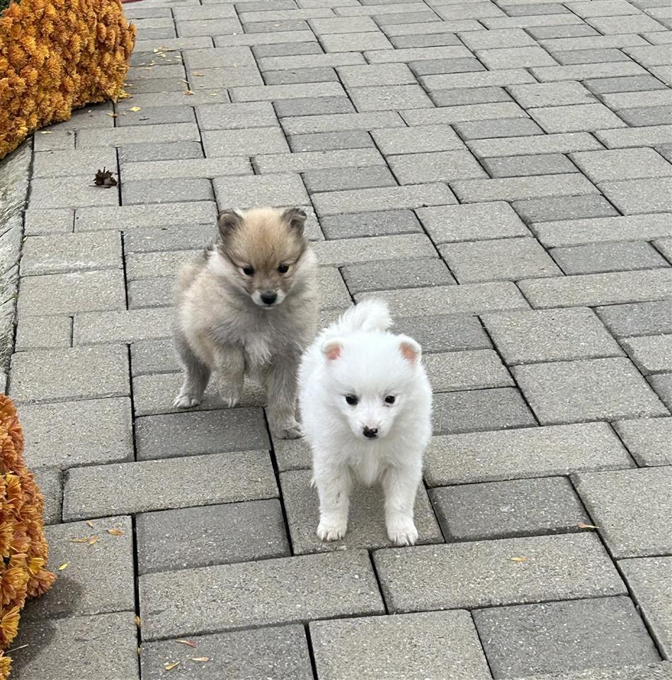 -minispitz-pomeriam