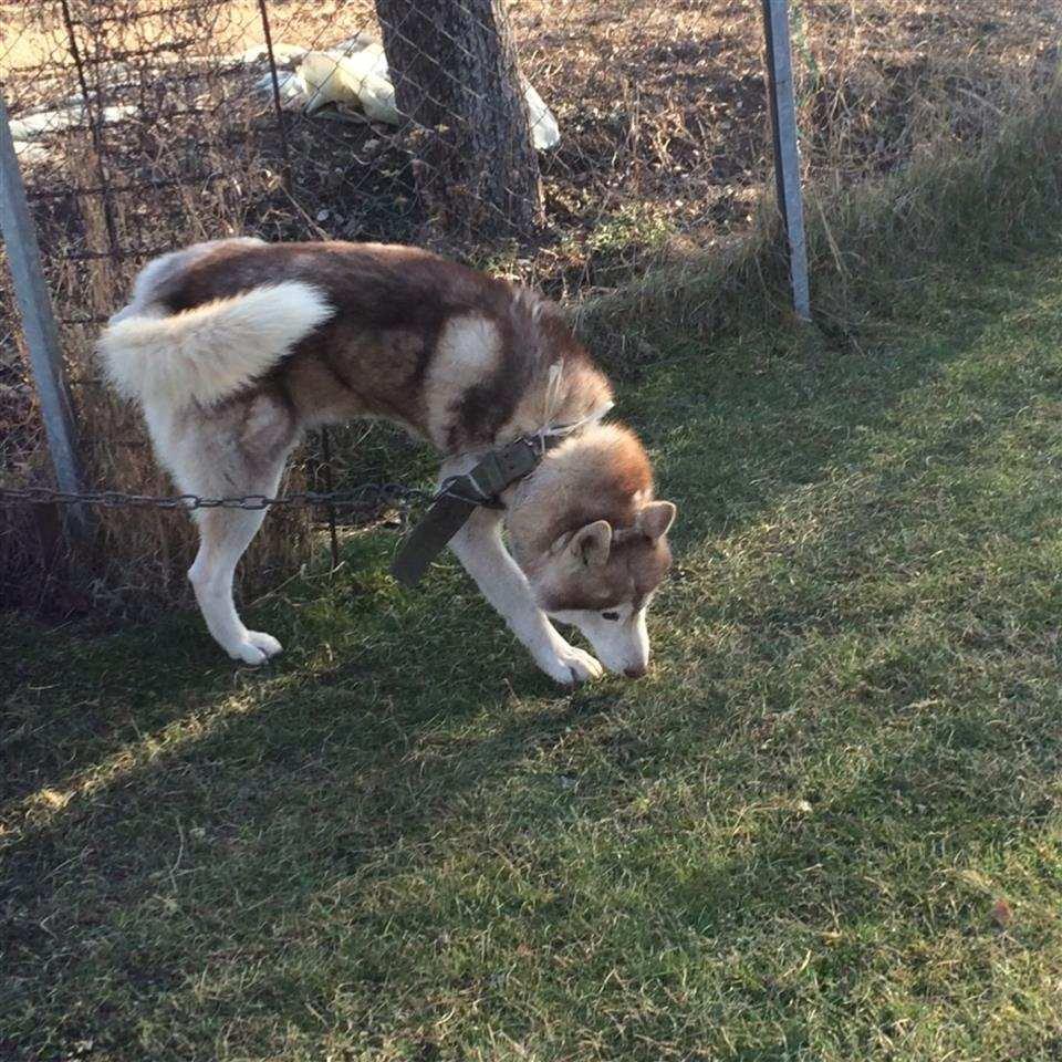 Hasky
