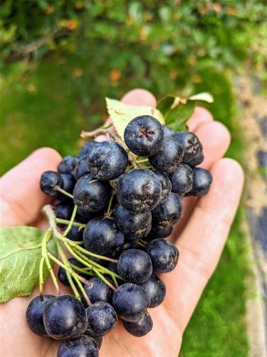 Aronia