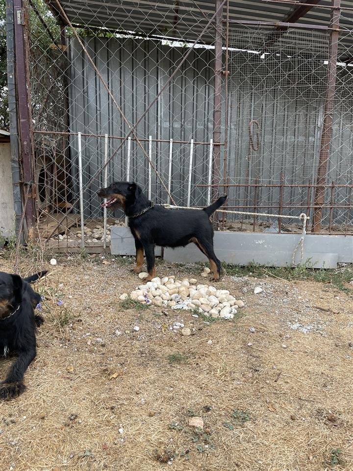 terrier