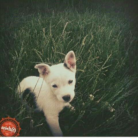 qen shtepiak