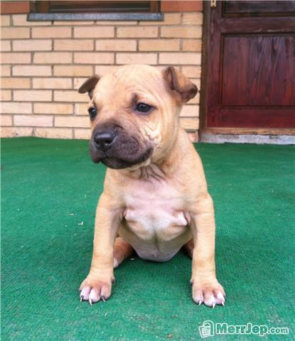 Pitbull