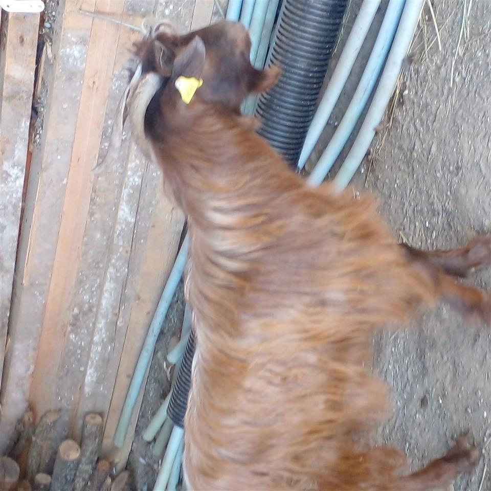 Cjapi