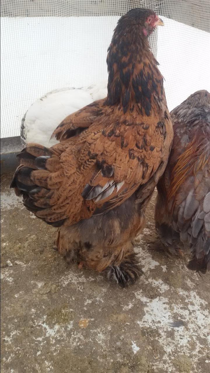 Brahma