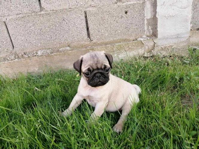 Pugg