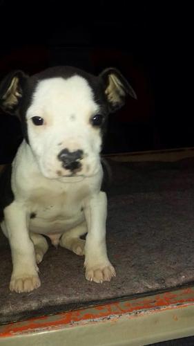 Pit  bulla