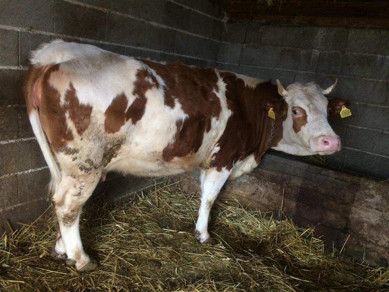 Lopa-ne-shitje-