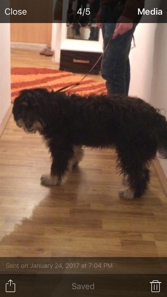 bubi