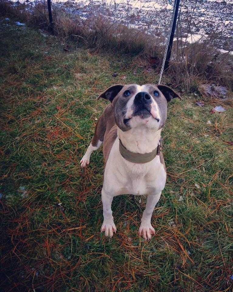 Pitbull