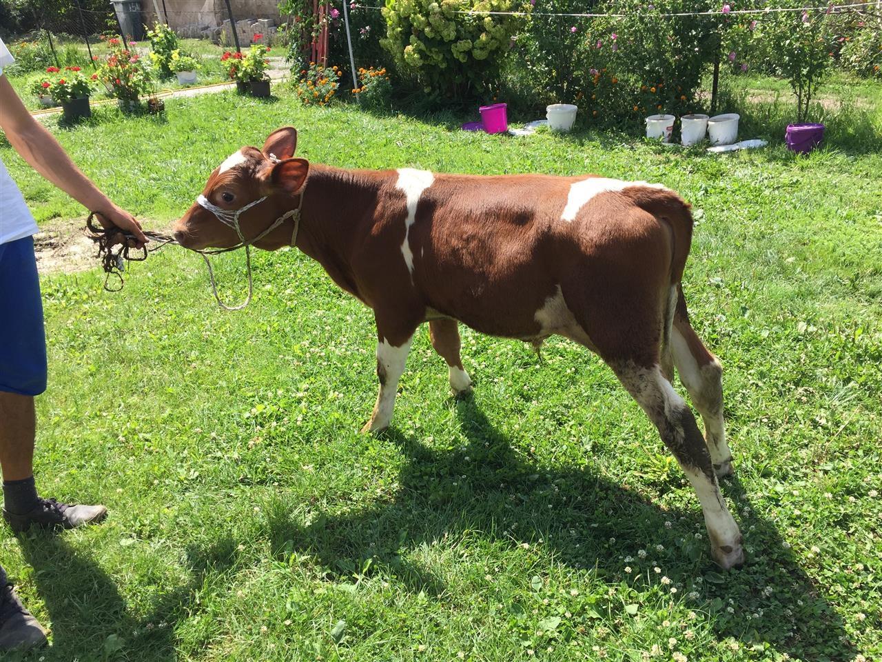 ushitt