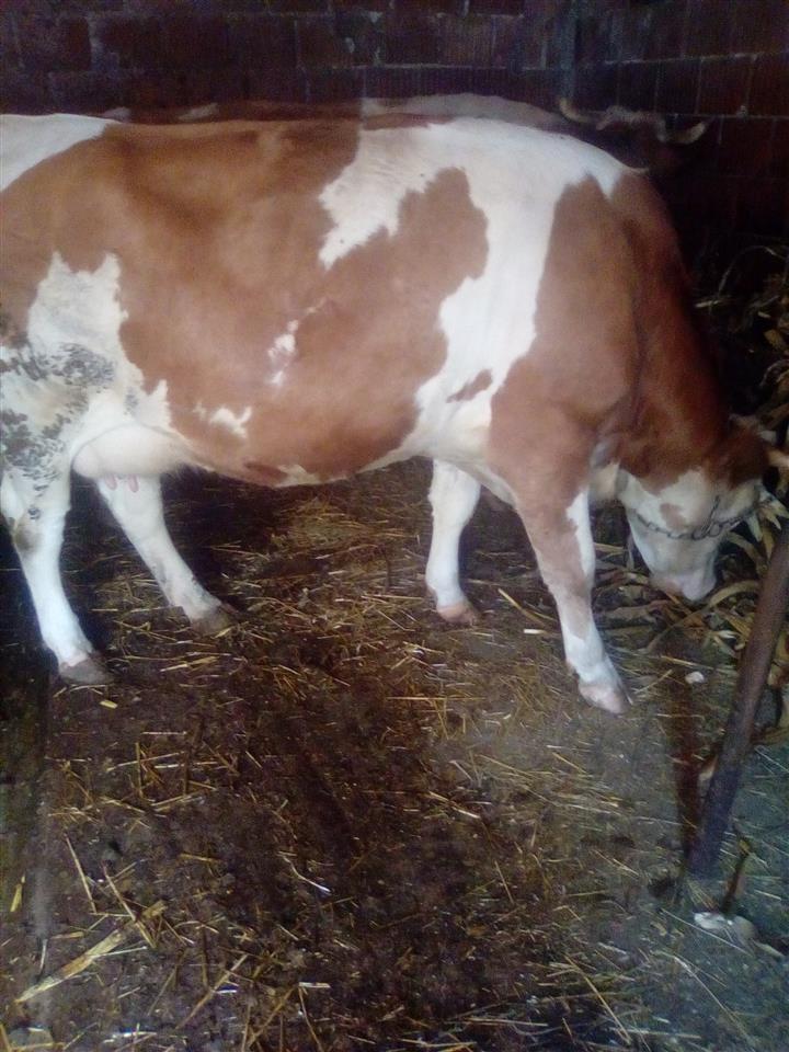 shes-lopen