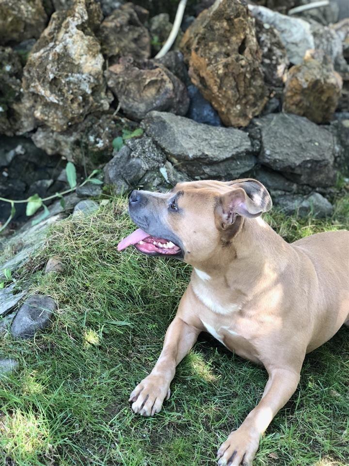 Pitbull