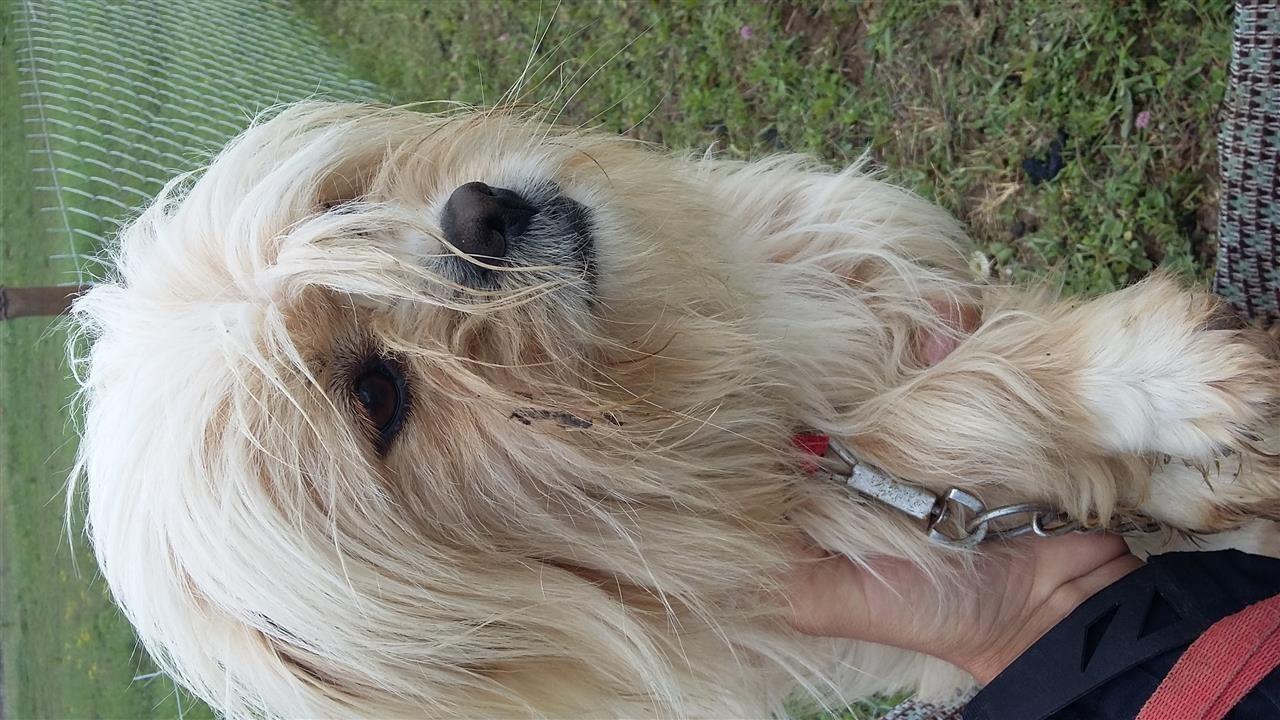 Qeni