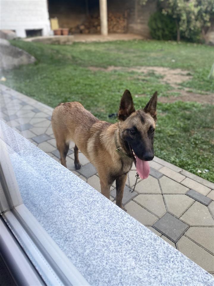 Belg-malinois-mashkull