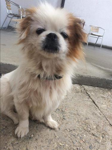 Qen pekinizer