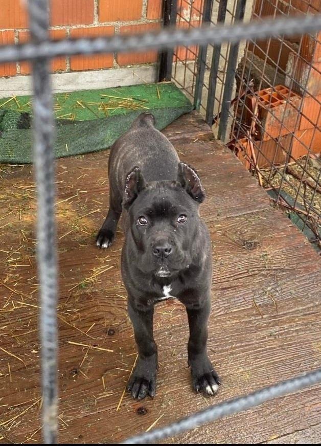 Cane-Corso