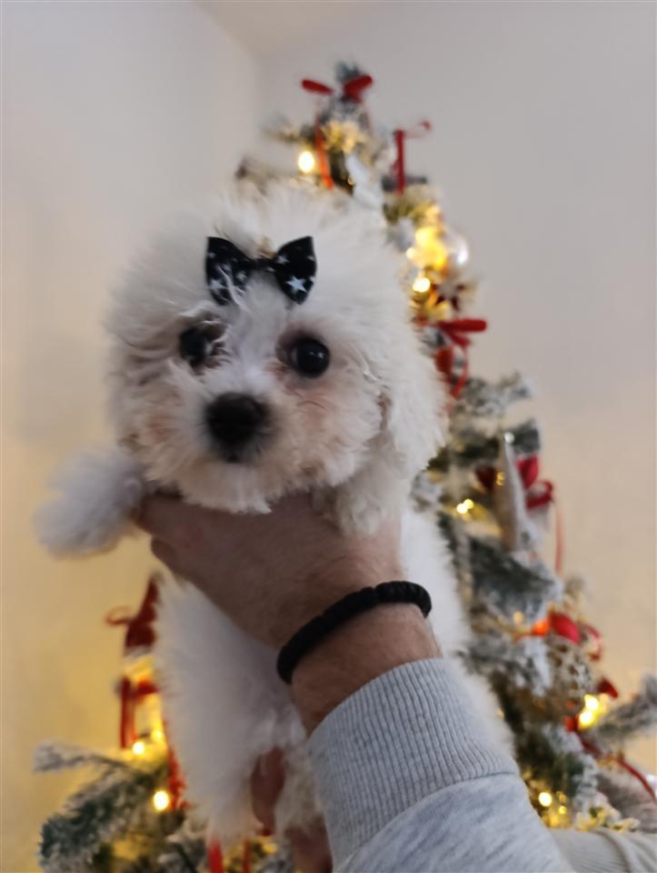 Maltezer