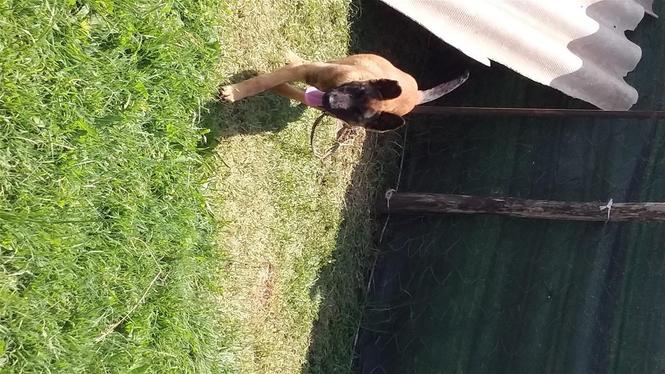 dog 