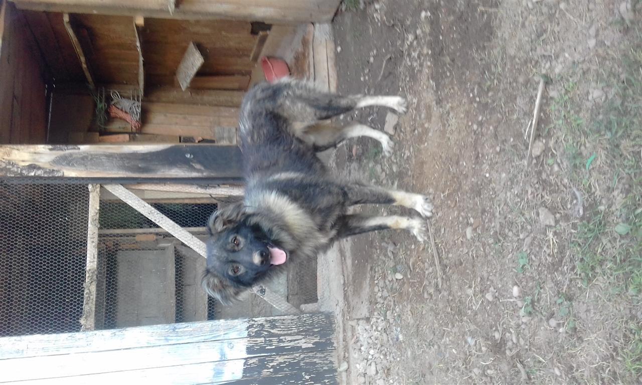 Roki