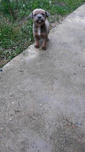 Pitbull