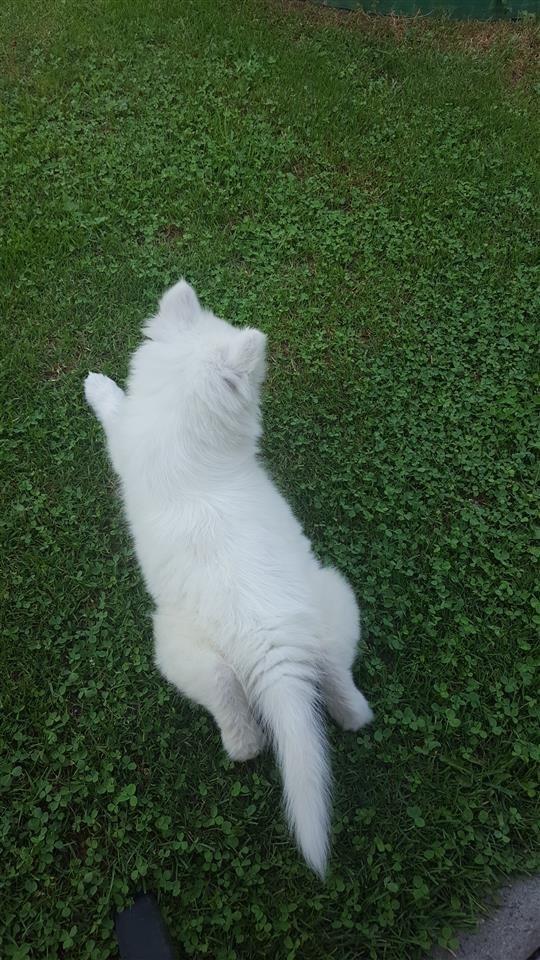 Samoyed--Samojed