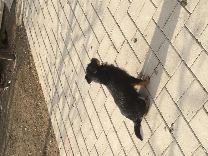 terrier